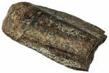 Fossil Hadrosaur (Edmontosaurus) Partial Tooth - Wyoming #323957-1